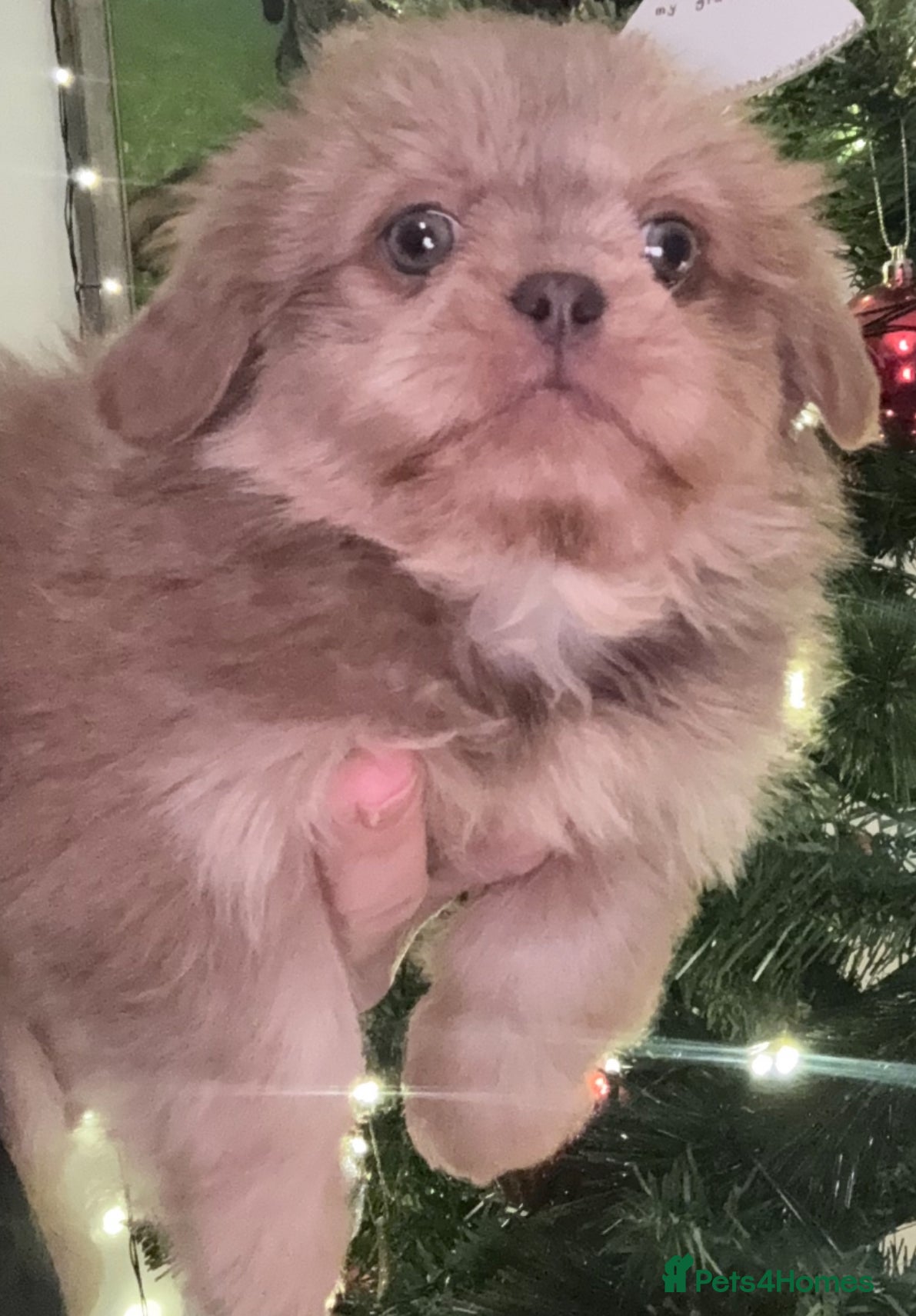 Shih Tzu dogs 🩷💜Stunning KC Registered Shih Tzu Puppies🧡💜 - Advert 1