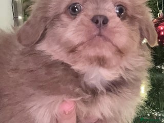 Shih Tzu dogs 🩷💜Stunning KC Registered Shih Tzu Puppies🧡💜 - Advert 12