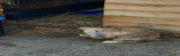 French Lop rabbits for sale: Pedigree French lop giant rabbit for sale - Advert 5