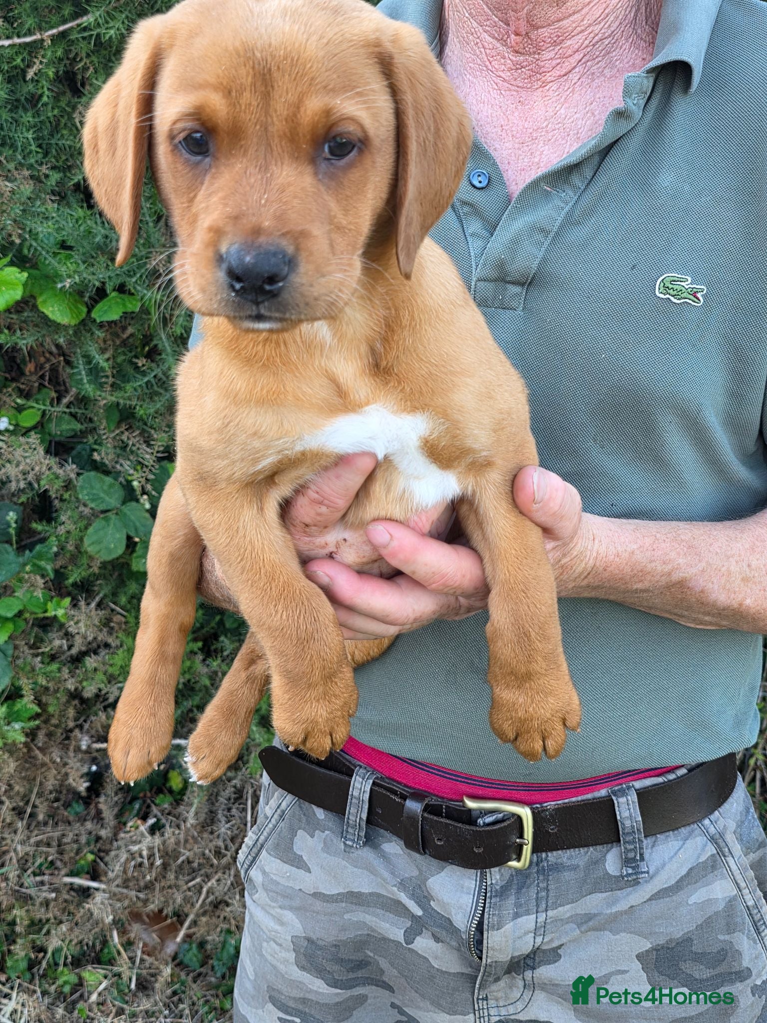 Labrador Retriever dogs Beautiful yellow/fox red pups with strong heads - Advert 2
