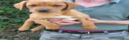 Labrador Retriever dogs for sale: Beautiful yellow/fox red pups with strong heads - Advert 2