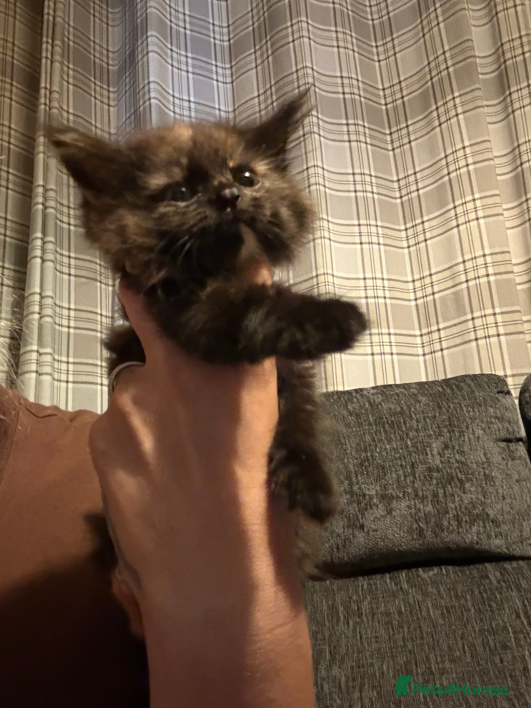 Mixed Breed cats for sale: Kittens  - Image 15