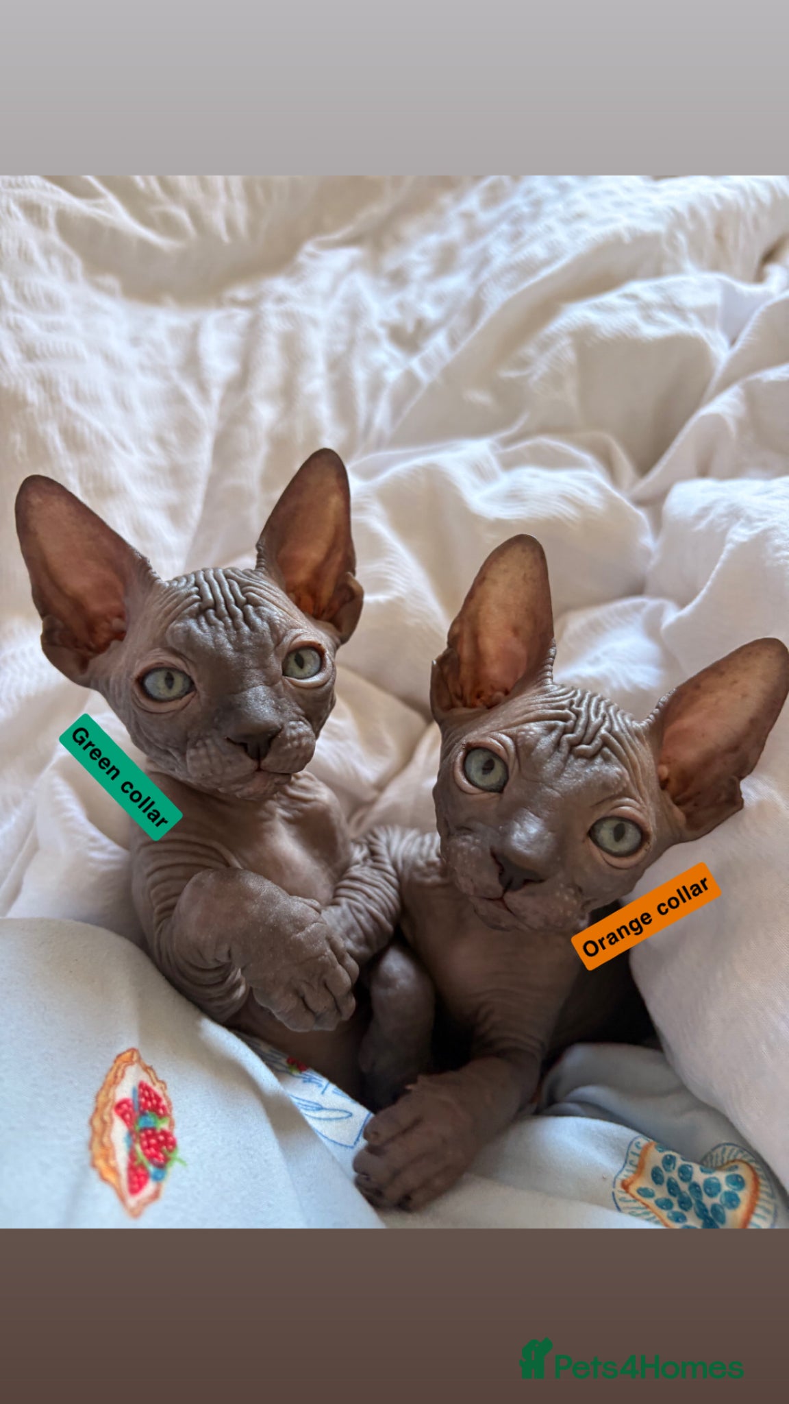 Sphynx cats only 2 left BLUE Sphynx boys  6th may - Advert 6