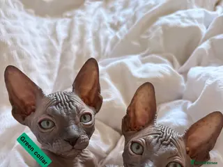 Sphynx cats only 2 left BLUE Sphynx boys 6th may - Advert 6