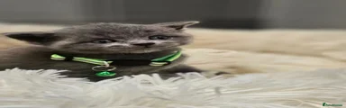Green Collar 
