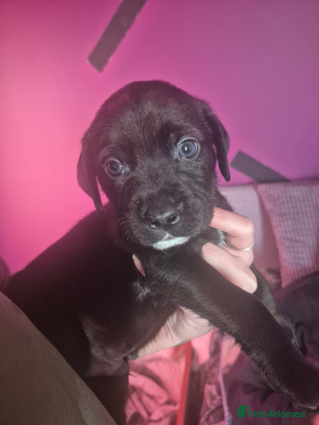 Mixed Breed dogs for sale: Bullmastiff x Springer Spaniel Puppies - Advert 34