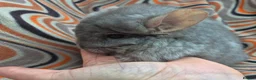 Chinchilla rodents for sale: Variety of chinchillas babys and adults - Advert 28