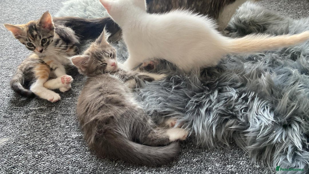 Maine Coon cats for sale: Beautiful kittens  - Image 15