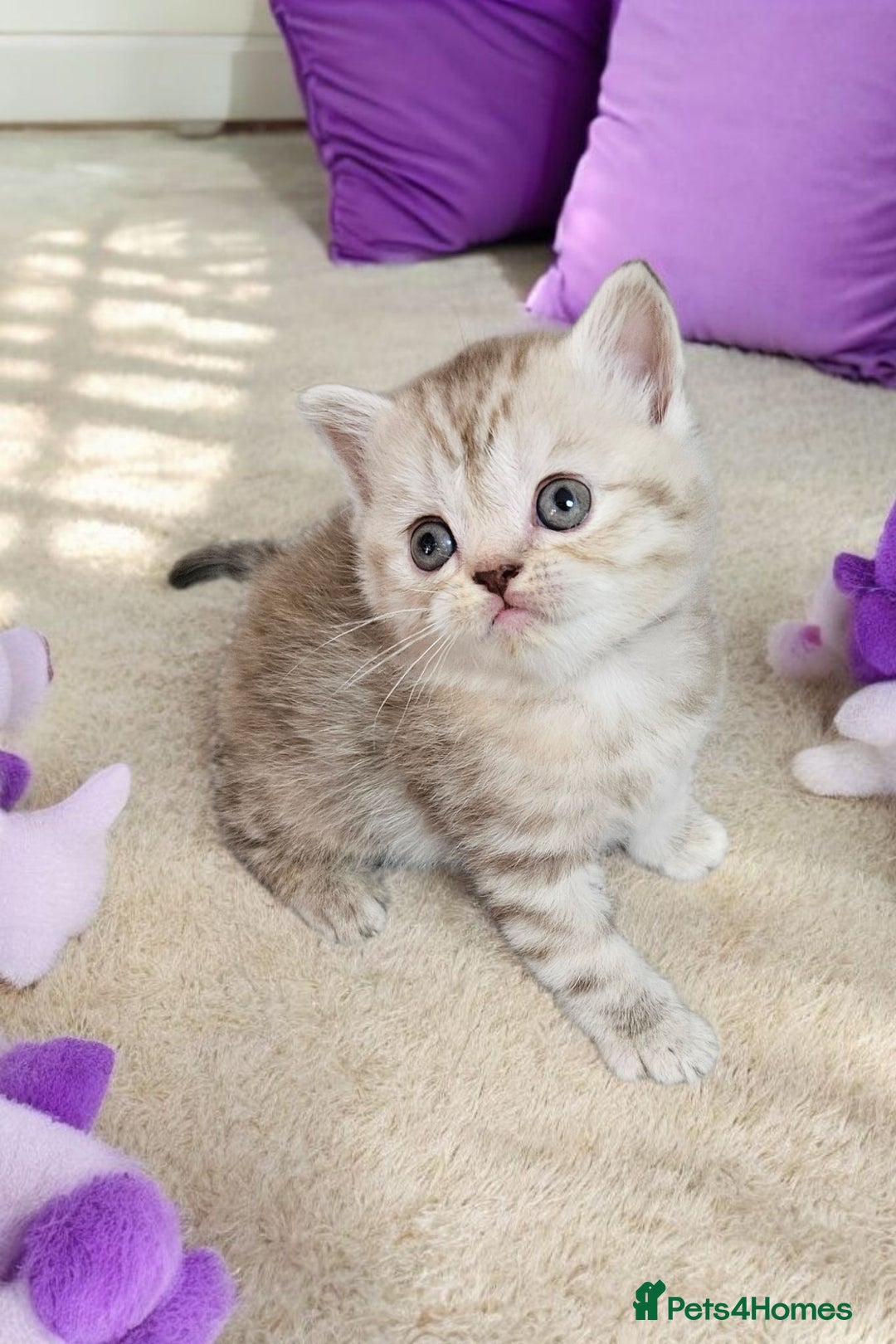 Scottish Fold cats for sale: Bundle of 11 Scottish fold Straight Ears Kittens - Image 31