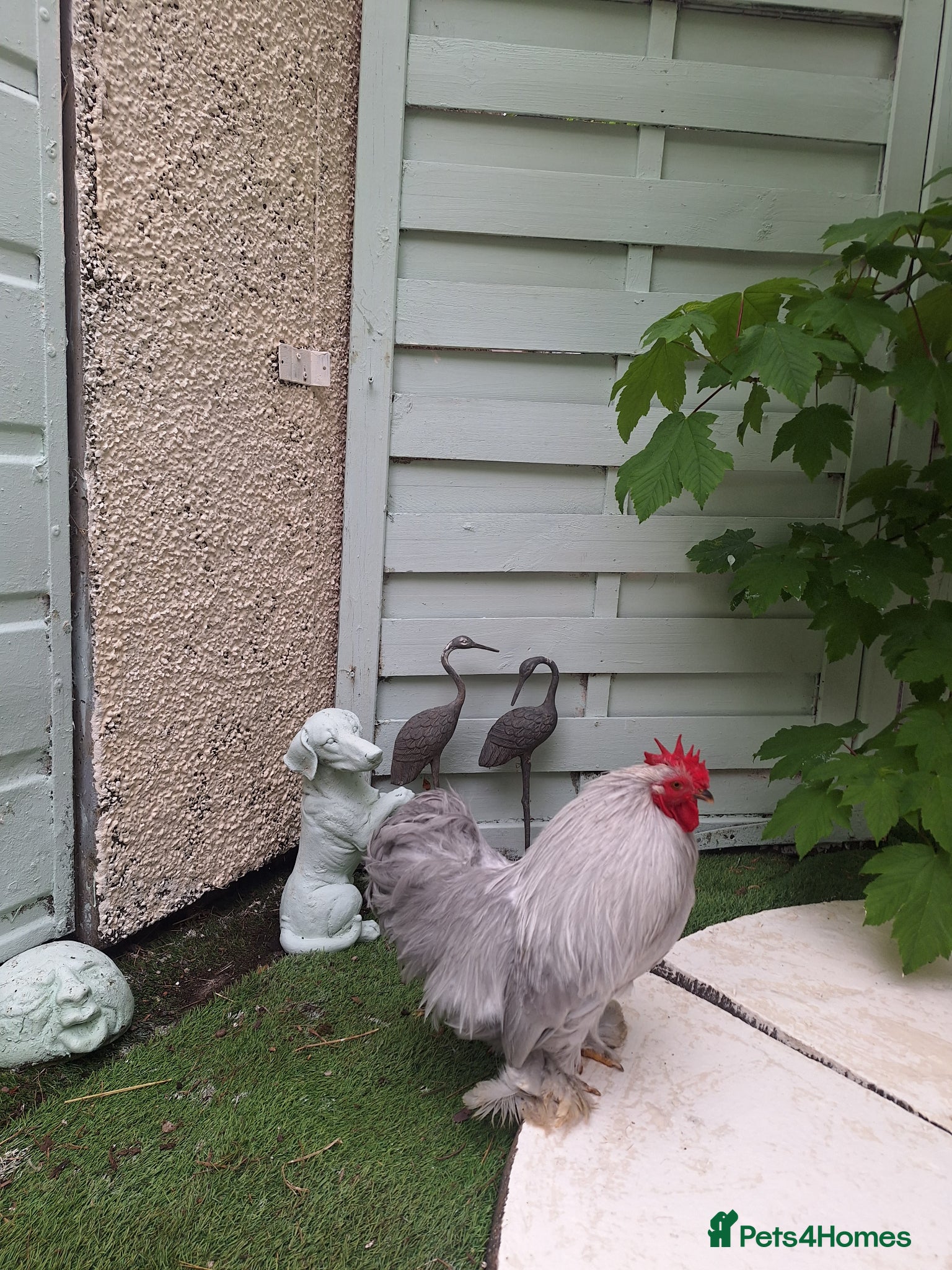 Chickens poultry APHA registered various hatching eggs  - Advert 17