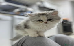 Persian cats for sale: Lovely Persian cats  - Image 33