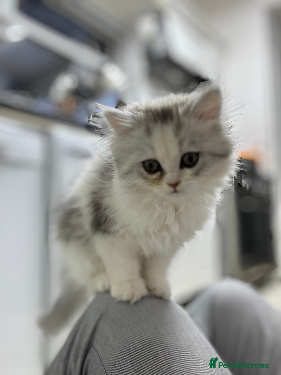 Persian cats for sale: Lovely Persian cats  - Image 33