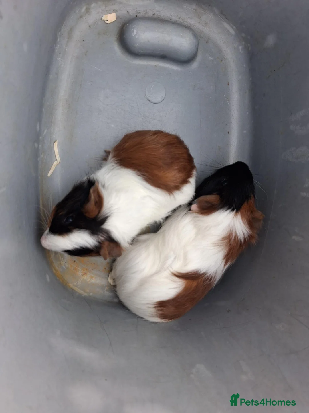 Guinea Pig rodents for sale: Male guniea pigs - Advert 3