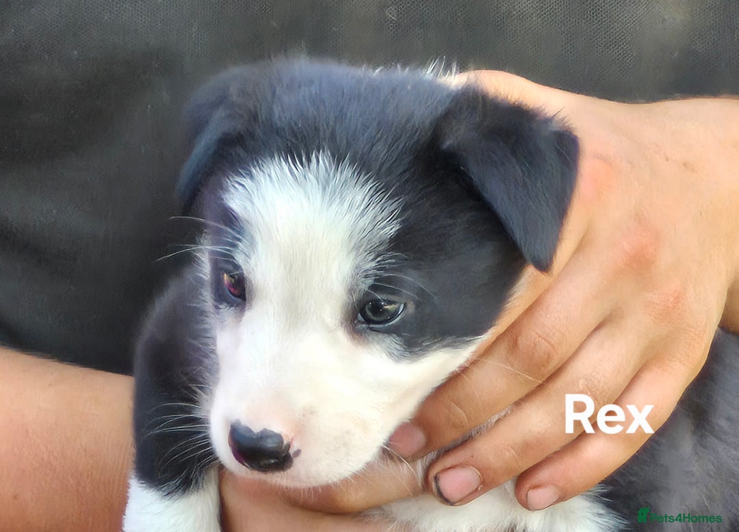 Border Collie dogs for sale: Sheepdog pups in Cumbria - Image 3