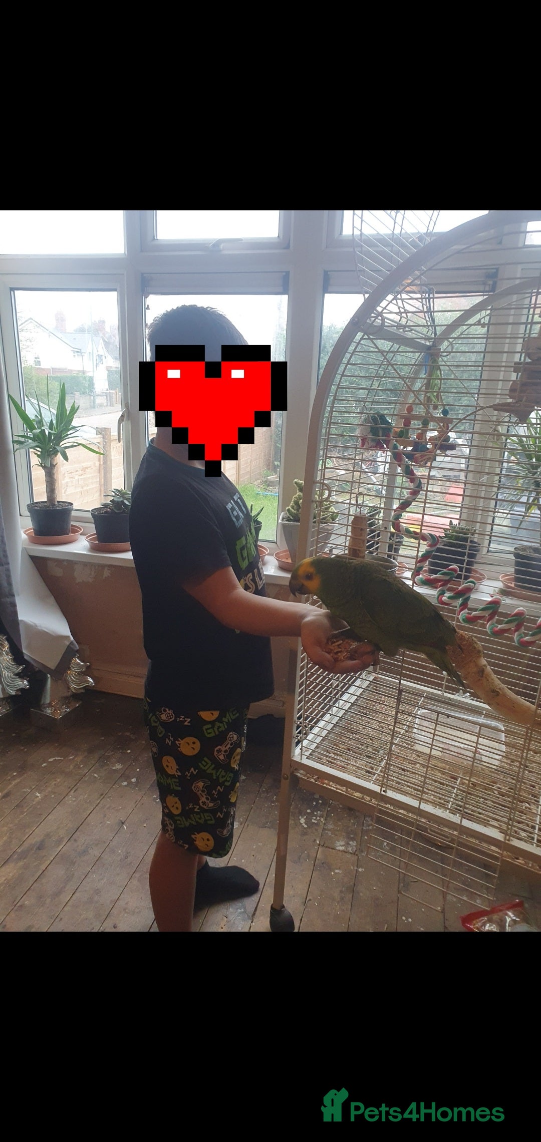 Parrots birds for sale: Blue fronted amazon  - Image 3
