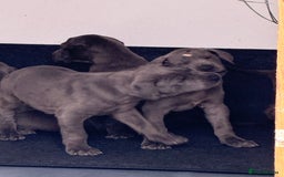 Great Dane dogs for sale: Great Dane puppies looking for forever homes  - Image 6