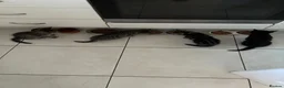 Mixed Breed cats for sale: 5 kittens - Advert 4