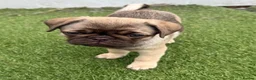 Pug dogs for sale: Absolutely Stunning KC registered Pug Puppies  - Advert 10