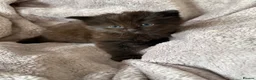 Ragdoll cats for sale: Ragdoll X Persian kittens in Perth - Advert 6