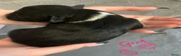 Border Collie dogs for sale: Pure border collie pups - Advert 34