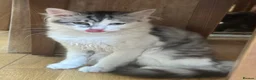 Maine Coon cats for sale: BEAUTIFUL MAINE COON MIX KITTENS - Ready now - Advert 10