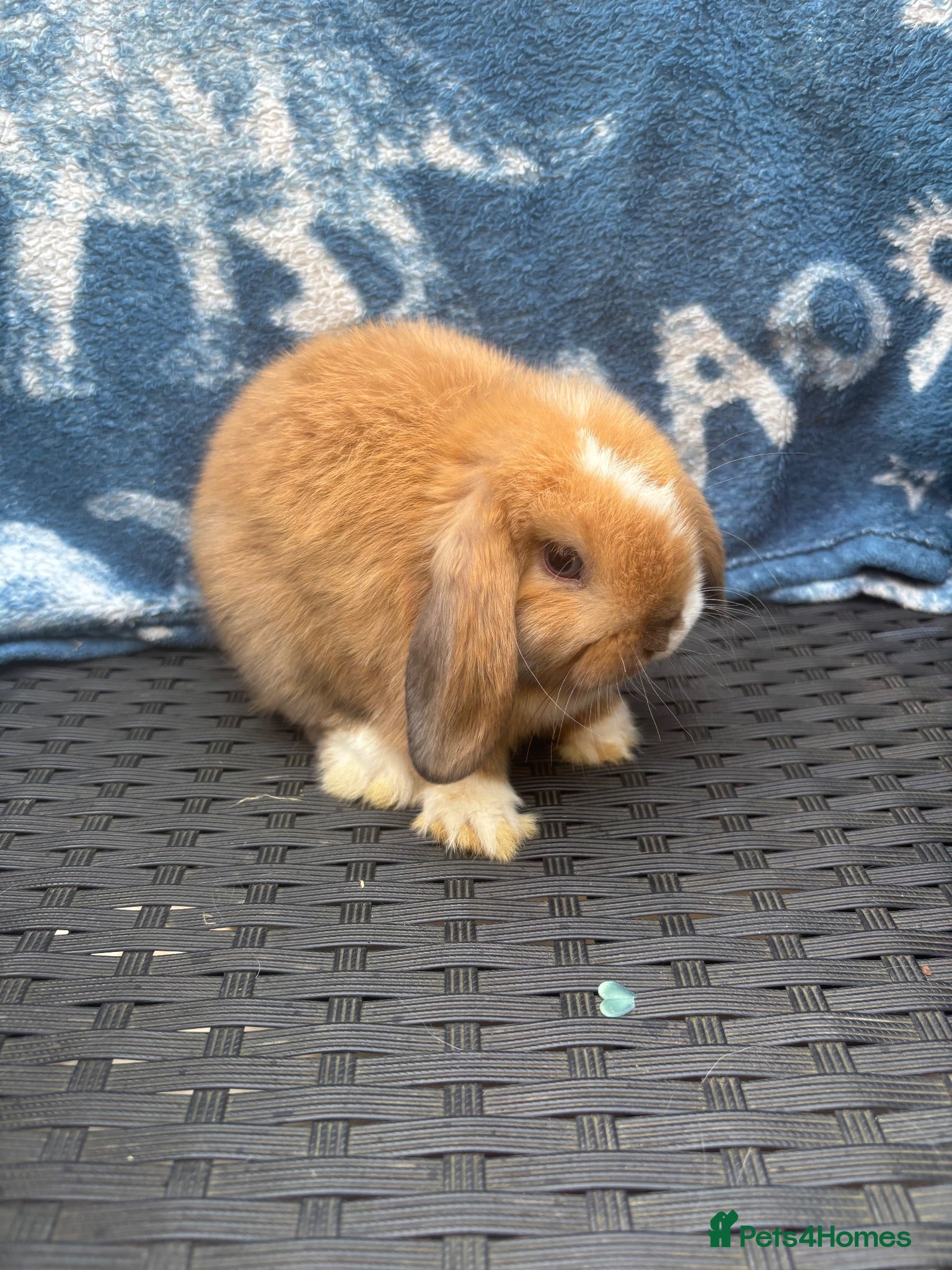 Mini Lop rabbits Ready to leave 8 week old baby mini lops - Advert 2