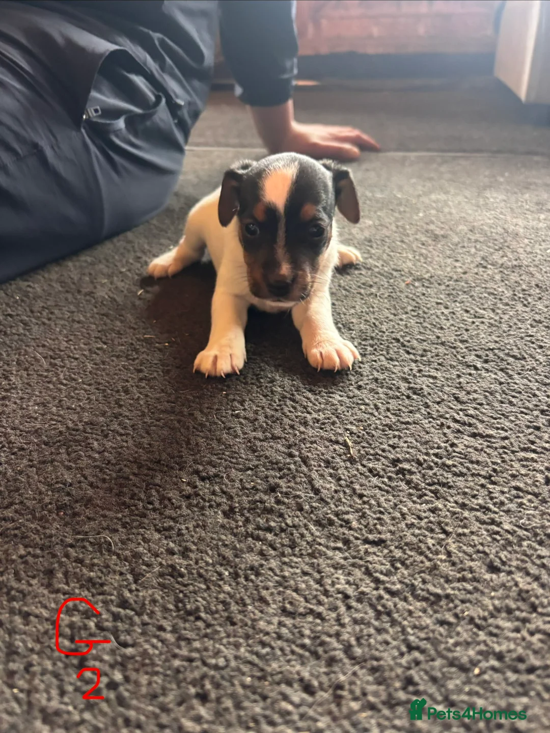 Jack Russell dogs for sale: Lovely small jack Russell pups  - Advert 5