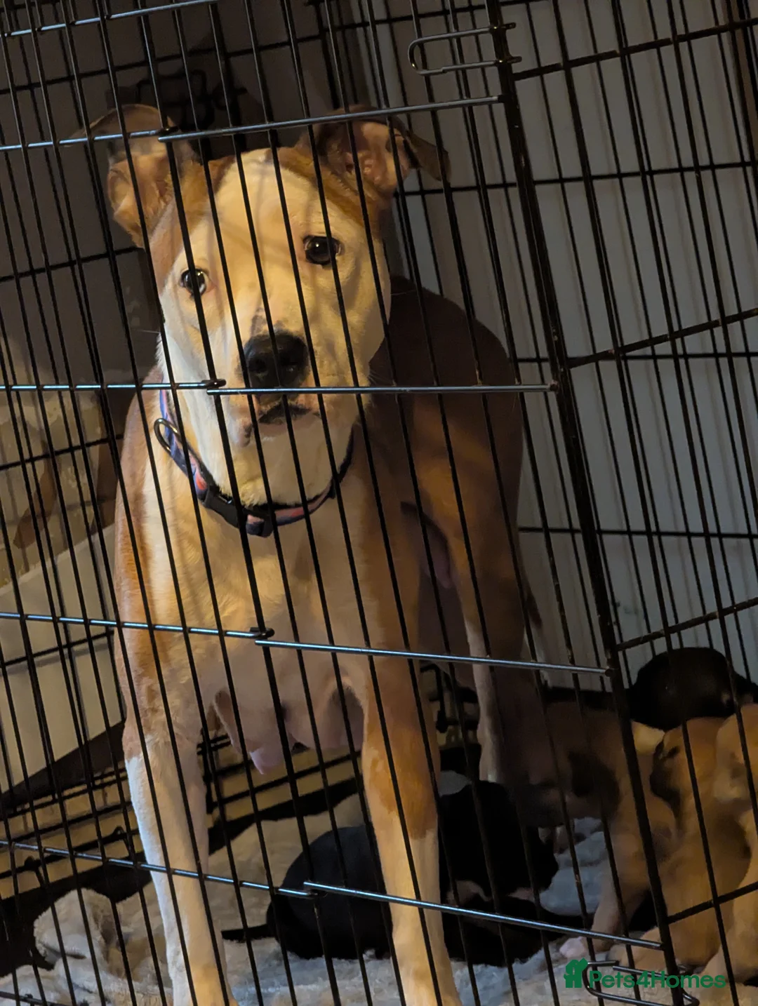 Mixed Breed dogs for sale: Litter of pups - Advert 2