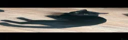 Mixed Breed cats for sale: Lovely and Gentle Black Toyger Cat in Taunton - Advert 1