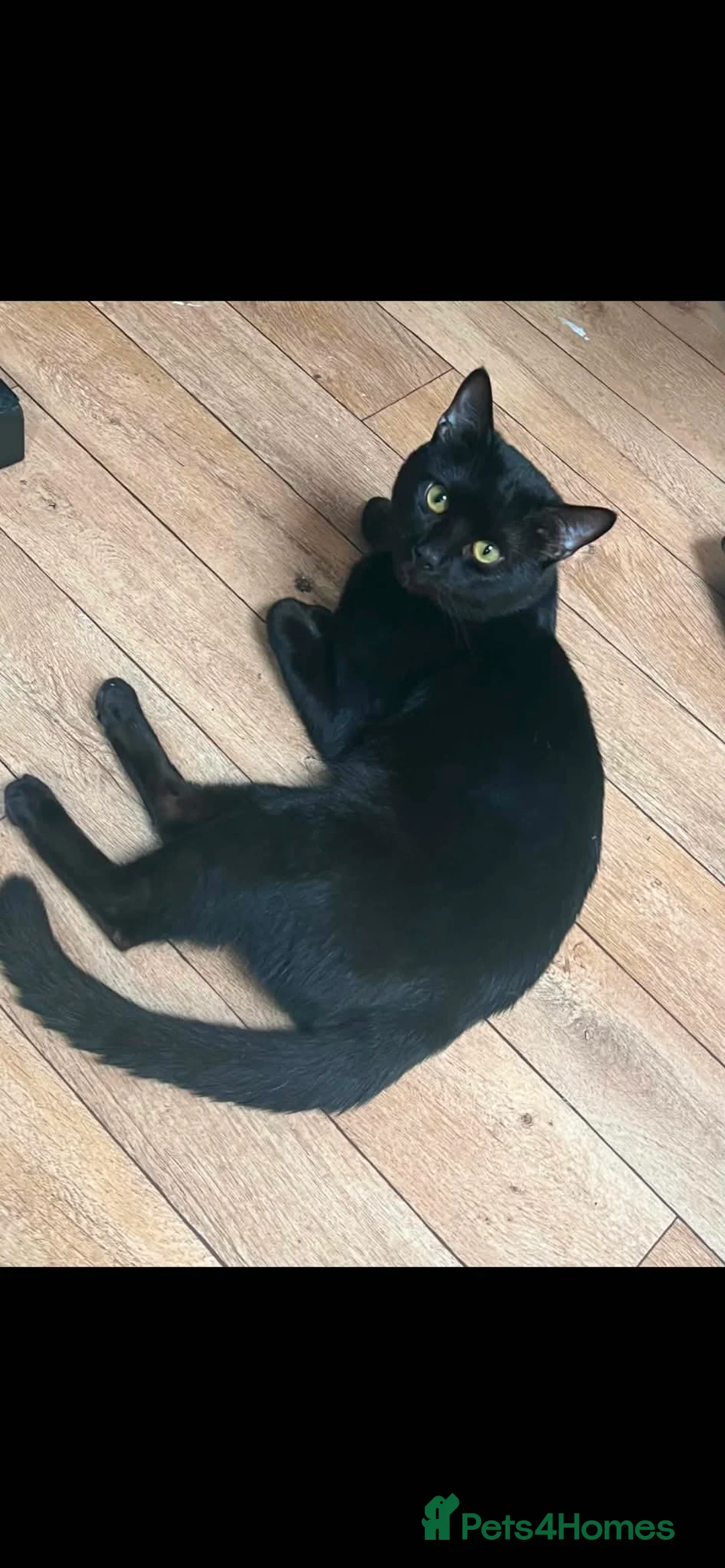 Mixed Breed cats for sale: Lovely and Gentle Black Toyger Cat in Taunton - Advert 1