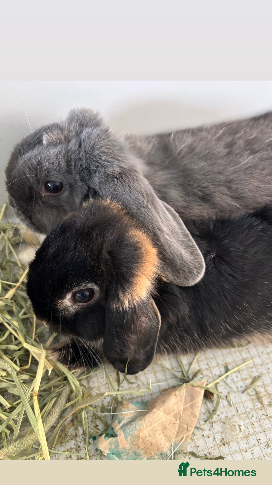 Mini Lop rabbits for sale: Gorgeous Mini Lops  - Image 12