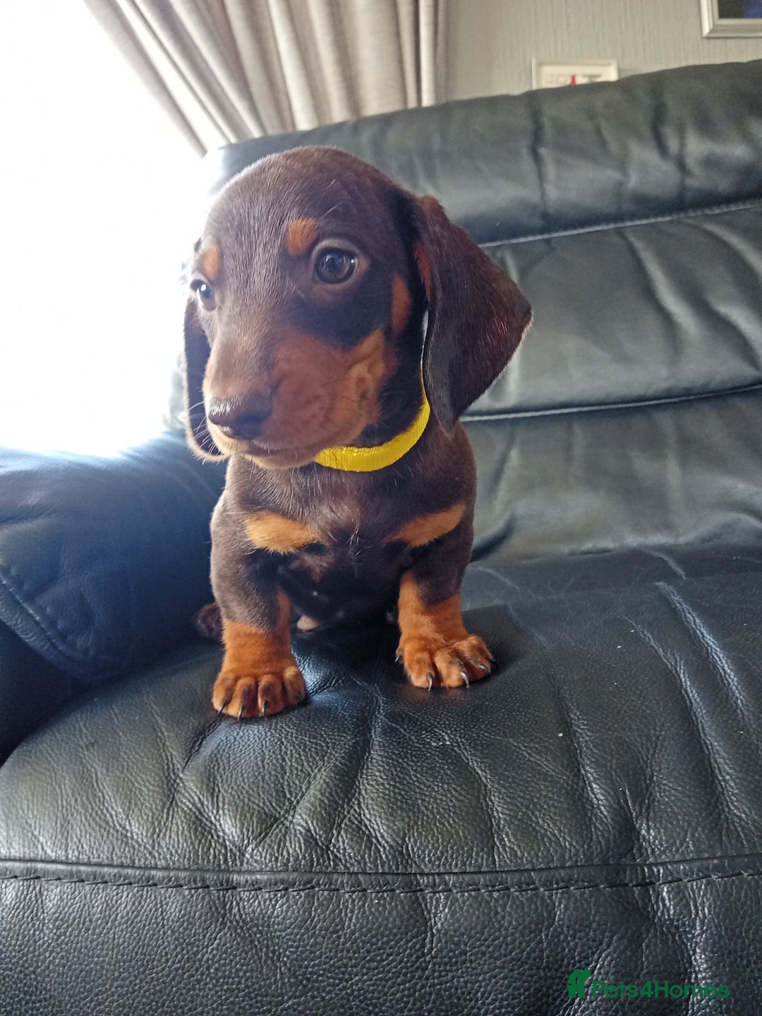 Dachshund dogs for sale: Beautiful litter dachshunds - Image 9