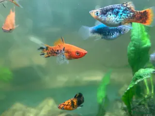 Platies fish Mixed sanke swordtail/platy hyrid in Spalding - Advert 3
