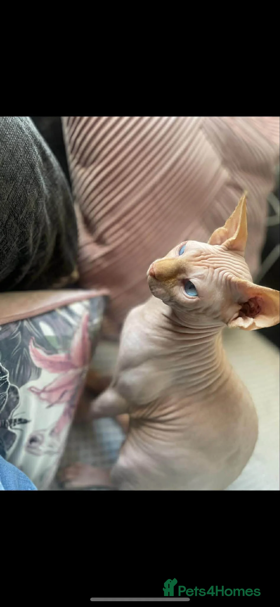 Sphynx cats for sale: Father and daughter in New Tredegar - Advert 1