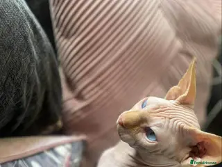 Sphynx cats Father and daughter in New Tredegar - Advert 2