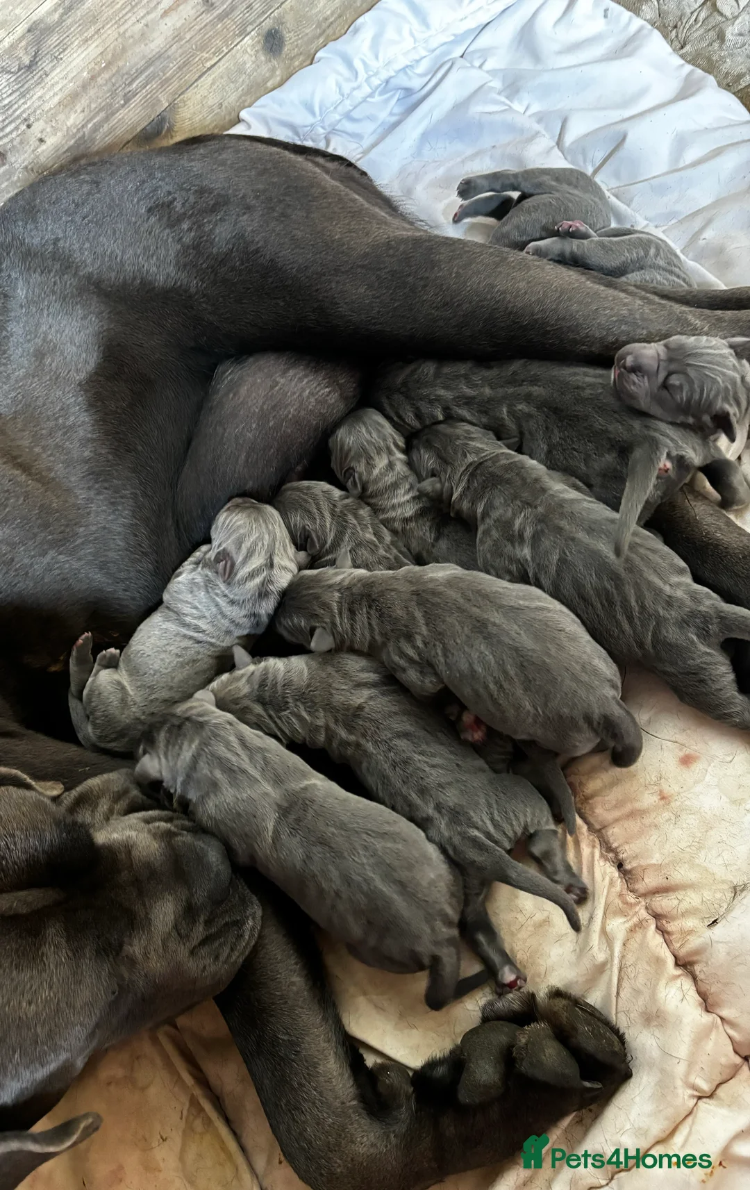 Cane Corso dogs for sale: Cane Corso puppy’s, 1 BOY LEFT AND 2 GIRLS - Advert 12