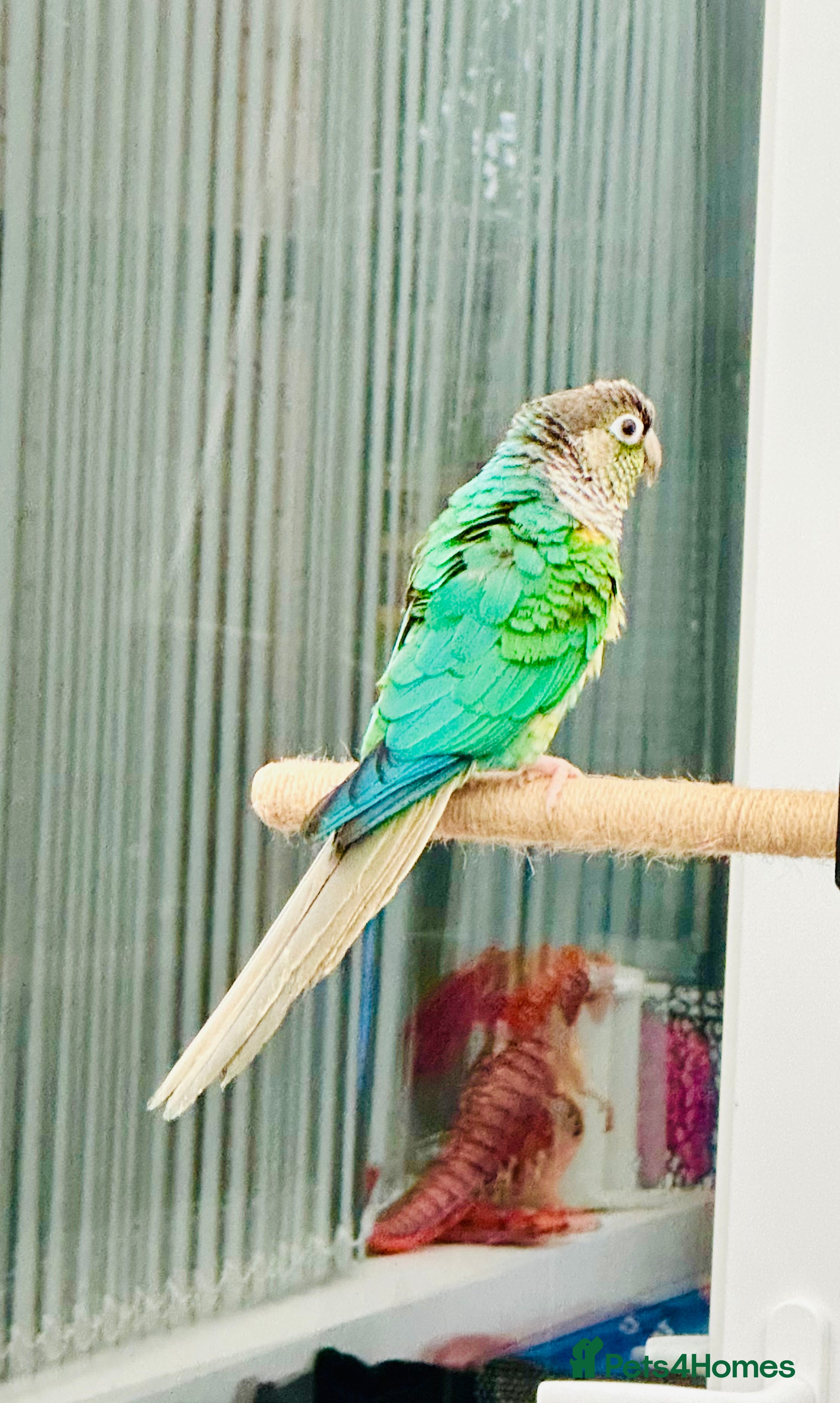 Parrots birds Colourful Conures - Advert 2