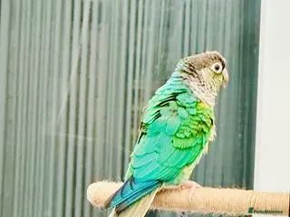 Parrots birds Colourful Conures - Advert 2