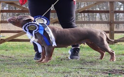 Olde English Bulldogge dogs for sale: Ex Champion Show girl for rehome PET HOME ONLY - Image 2