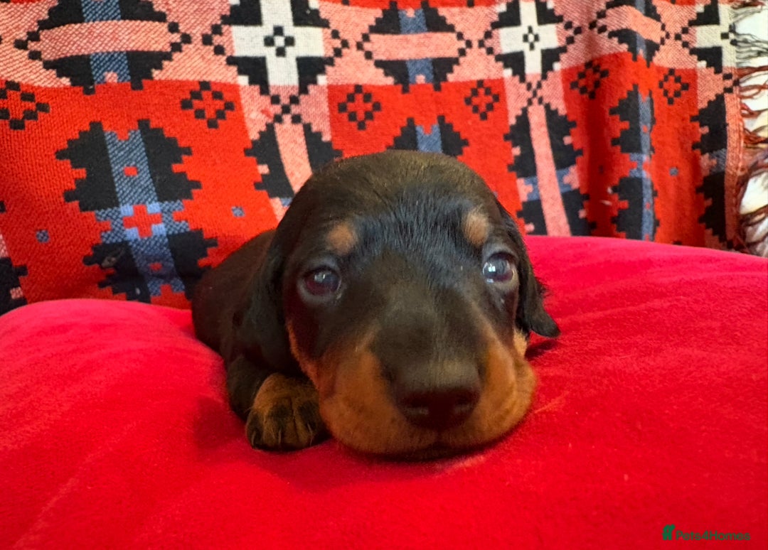 Miniature Dachshund dogs for sale: Beautiful litter of Black & Tan mini dachshunds - Image 7