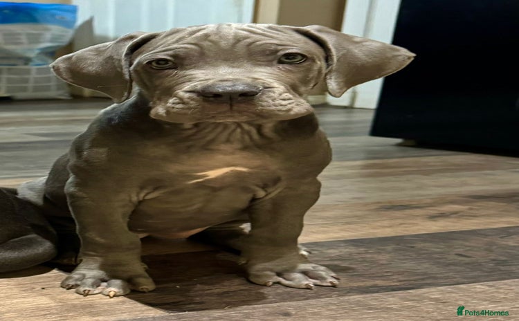 Mixed Breed dogs - Advert 6