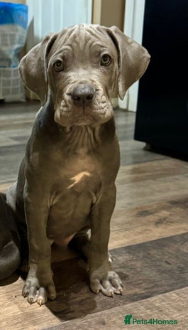 Mixed Breed dogs - Advert 6