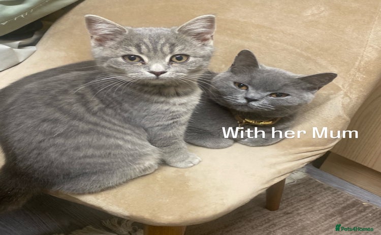 British Shorthair cats - Advert 1