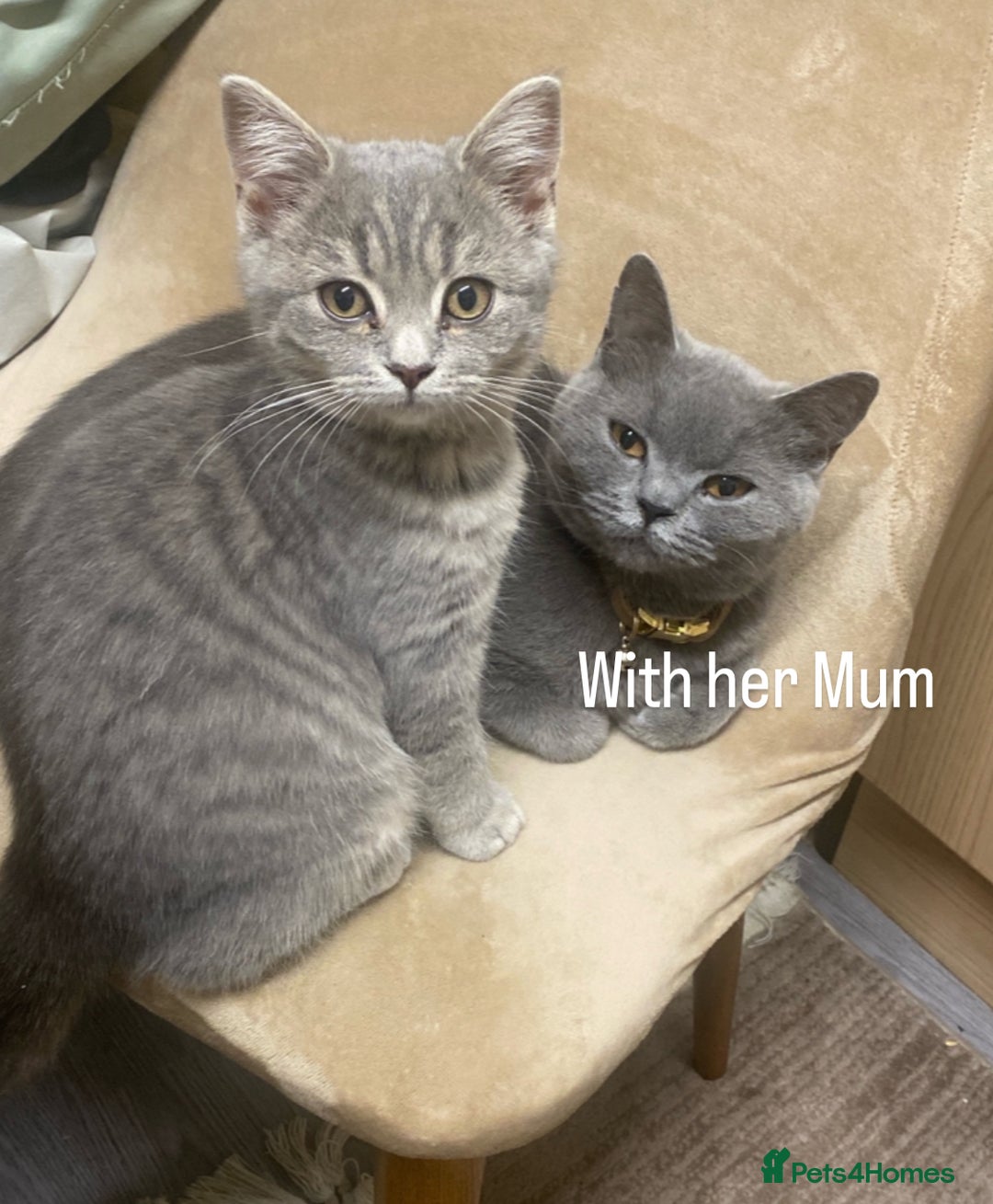 British Shorthair cats for sale: Girl  - Image 1