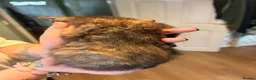 Domestic Shorthair cats for sale: Beautiful Kittens!  - Advert 14