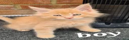 Maine Coon cats for sale: Pedigree tica mainecoon kittens - Advert 15