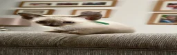 Siamese cats for sale: Siamese kittens  - Advert 23