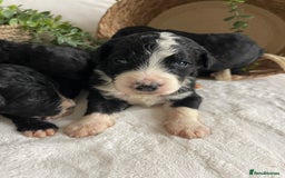 Bernedoodle dogs for sale: STUNNING DNA CLEAR F1 BERNEDOODLES - Image 2