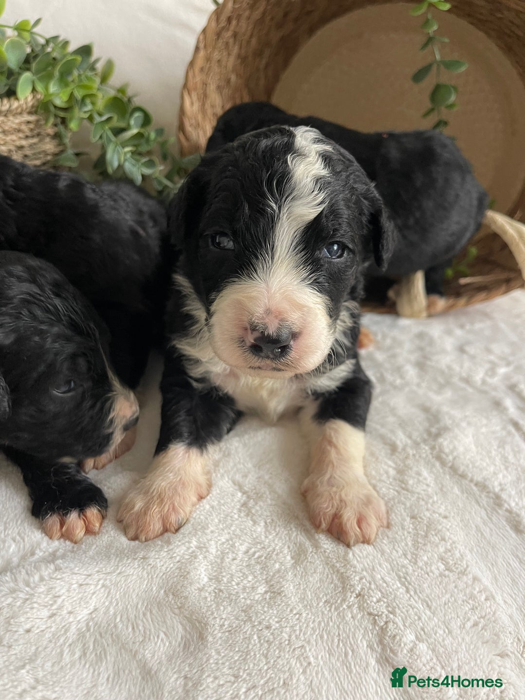 Bernedoodle dogs for sale: STUNNING DNA CLEAR F1 BERNEDOODLES - Image 2