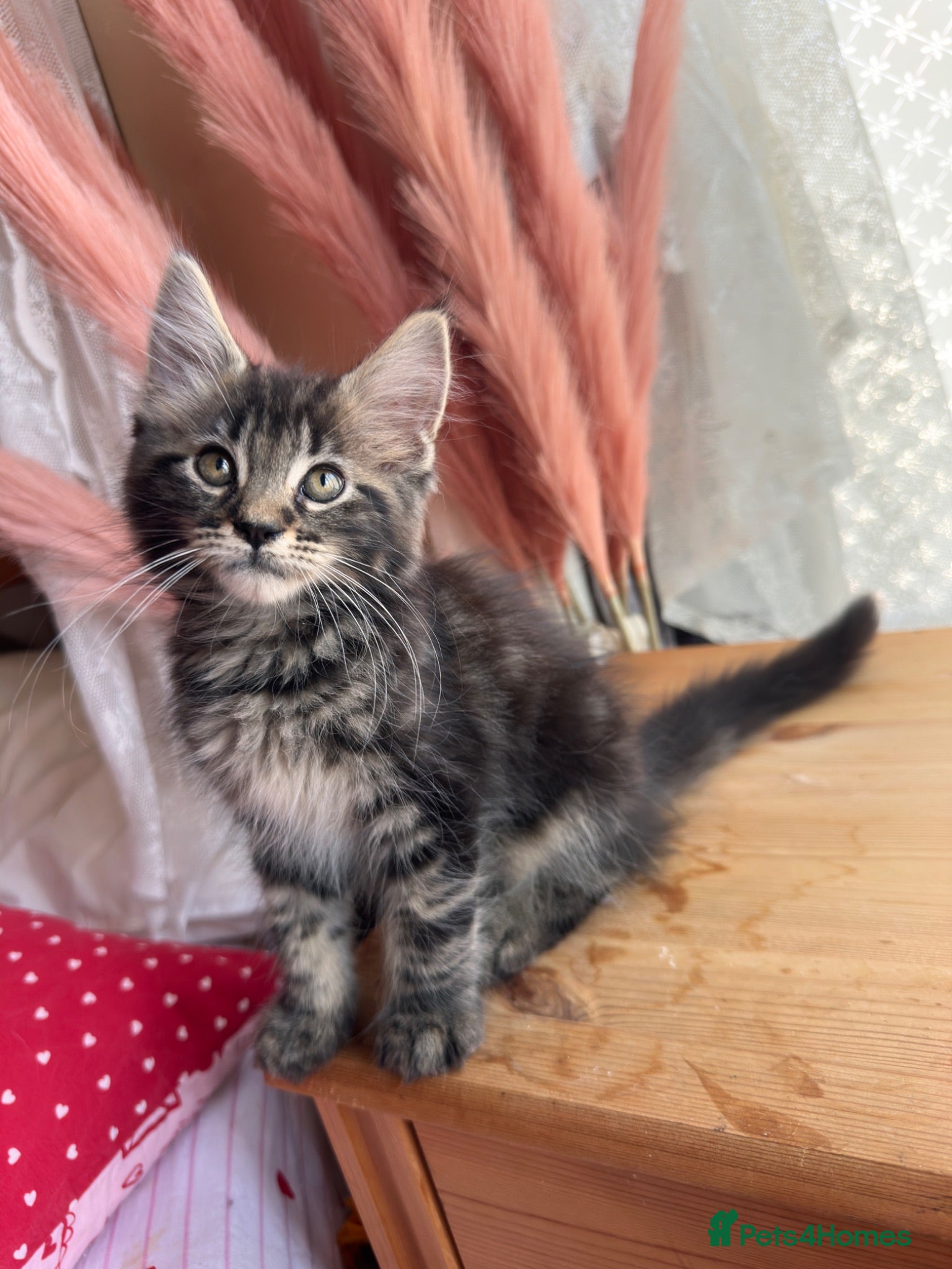 Maine Coon cats 🐾😻Maine Coon 3 kittens remaining😻🐾 - Advert 15